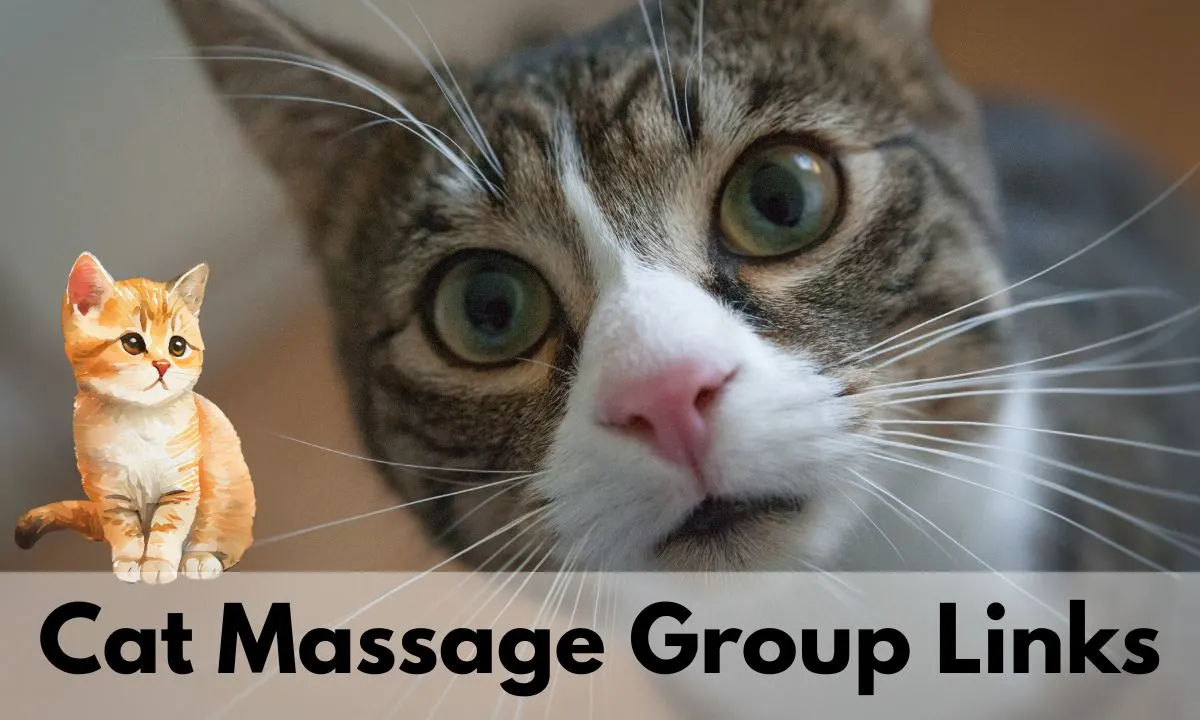 Cat Messenger Group Links